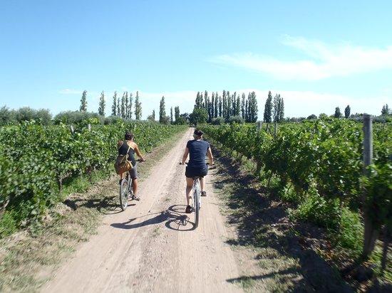 Maipu Aventuras Wine Tour in Bike