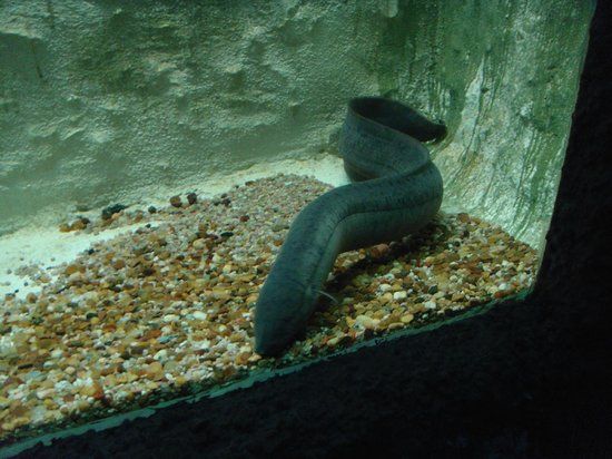 el Acuario Municipal de Mendoza