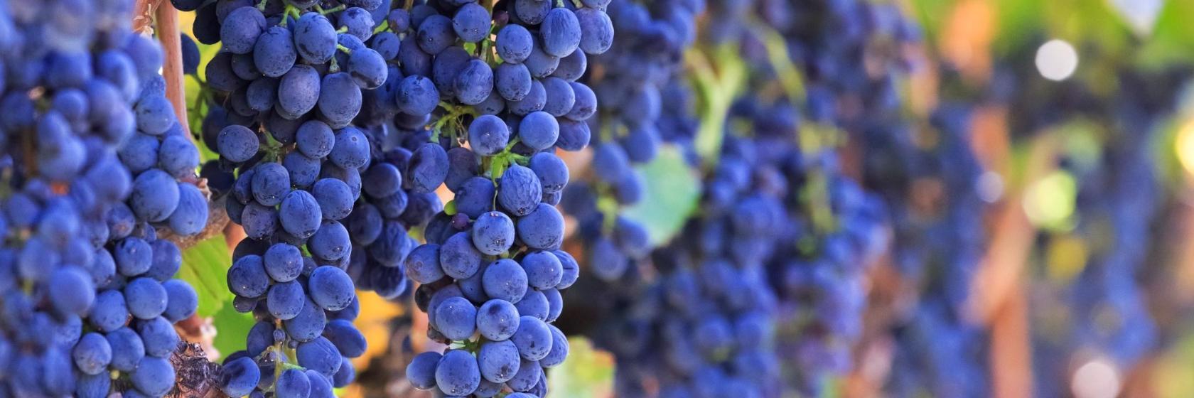 Bodega Mendoza